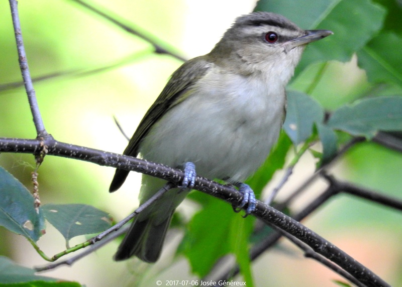 Vireo aux yeux rouge - Pas de superbes photos , juste une belle rencontre :)  Dscn2813