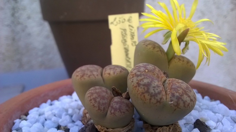 Les Lithops de Digitaline - Page 2 Wp_20146