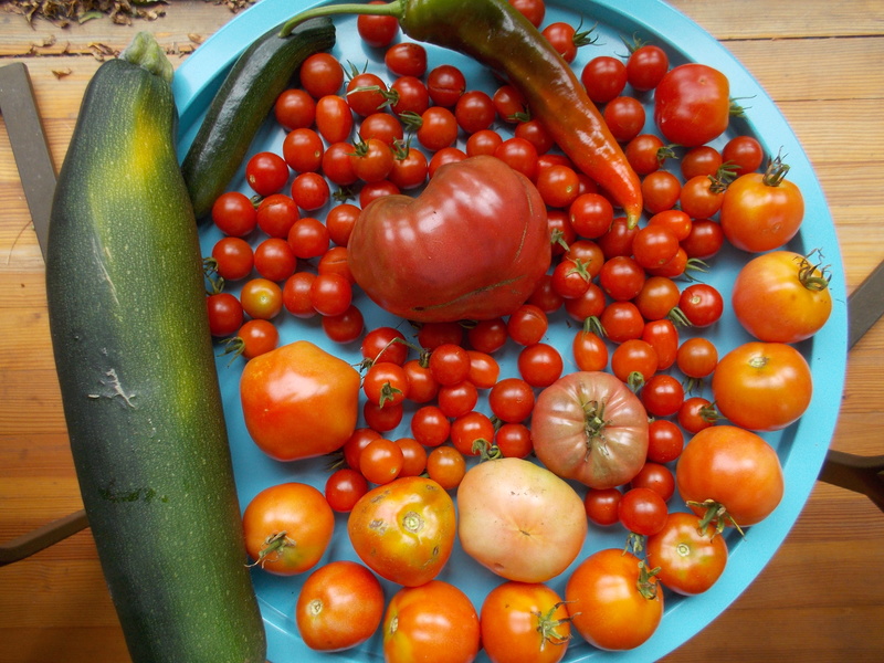 Today's Harvest - Page 3 Dscn0810