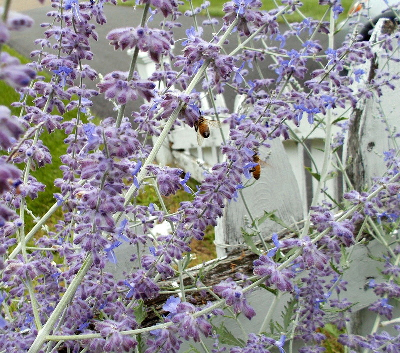 Honeybees love perovskia Honeyb10