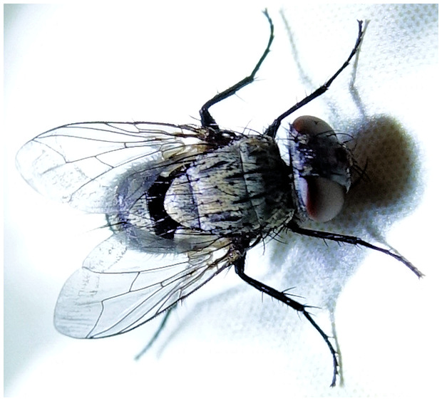 Tachinidae femelle Dsc00020