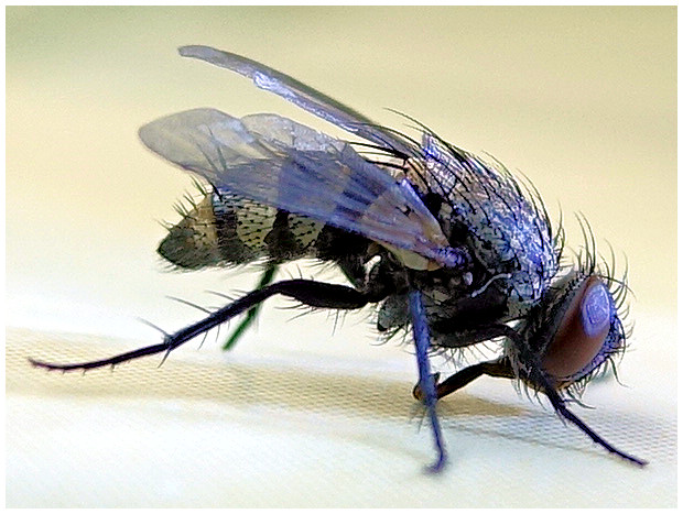 Tachinidae femelle Dsc00022