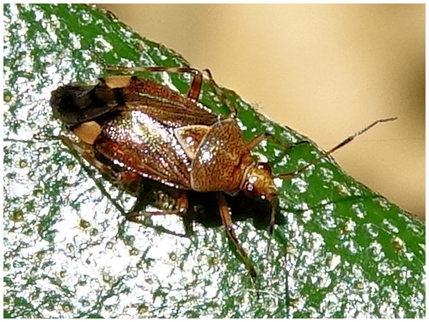 Miridae ? Dsc00052