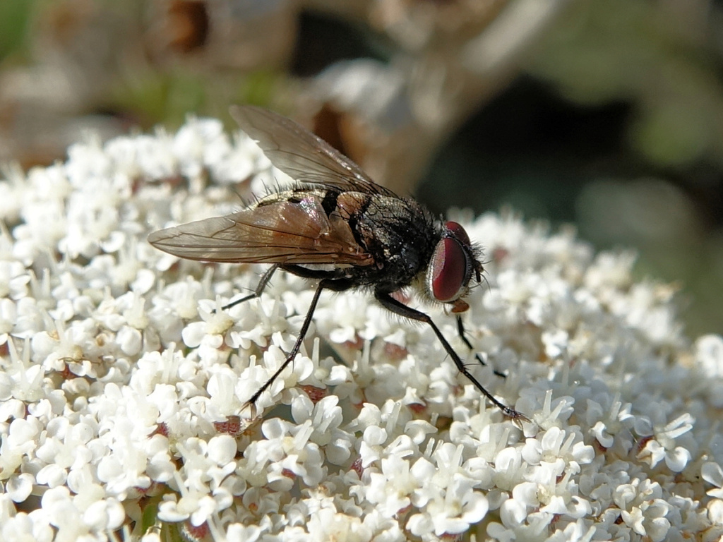 Techina, Musca ou autre famille ? Tachin12