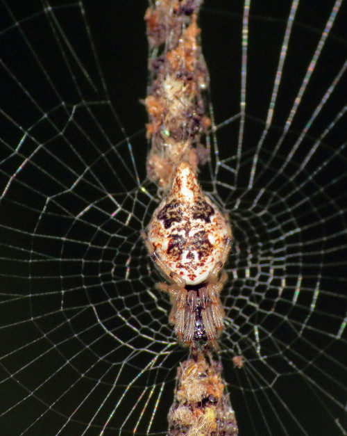 Spiders! (Warning, arachnophobes: Photos) Horder10
