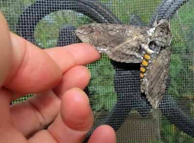 Caterpillars -Armyworm? Img_9611