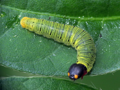 Caterpillar - Good or Bad? Img_9711