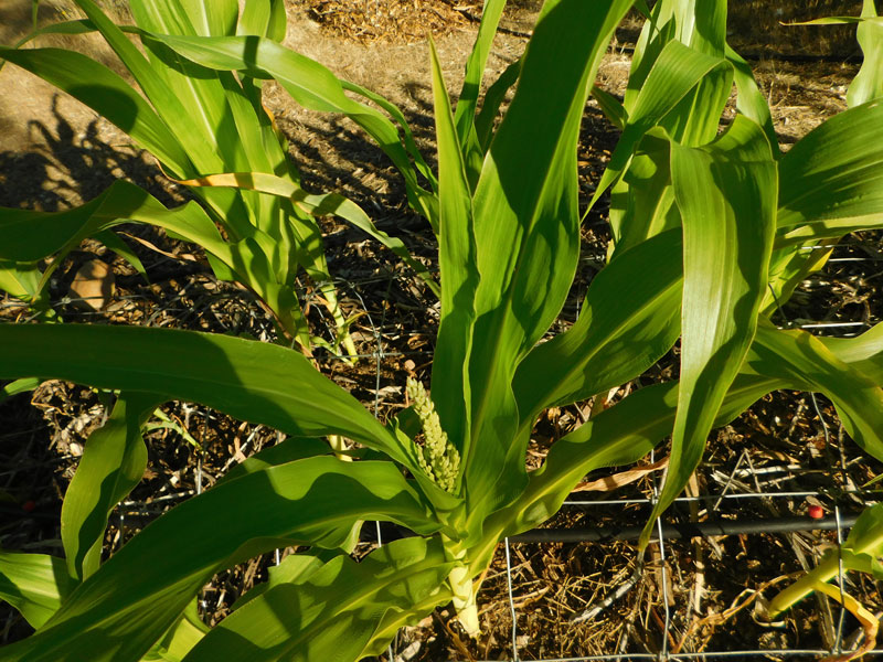 2017 corn pictures Corn210
