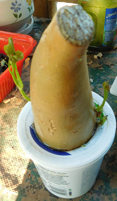 HELP! Sweet Potato Plant! Sweet-10