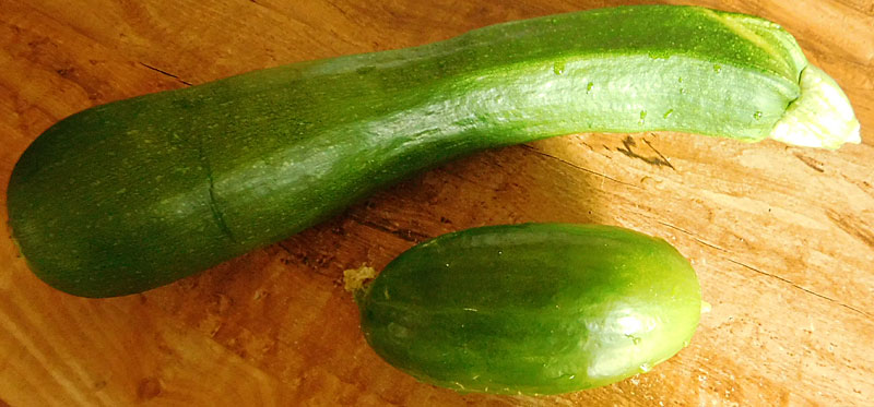What are you eating from your garden today? - Page 16 Zuke-c10