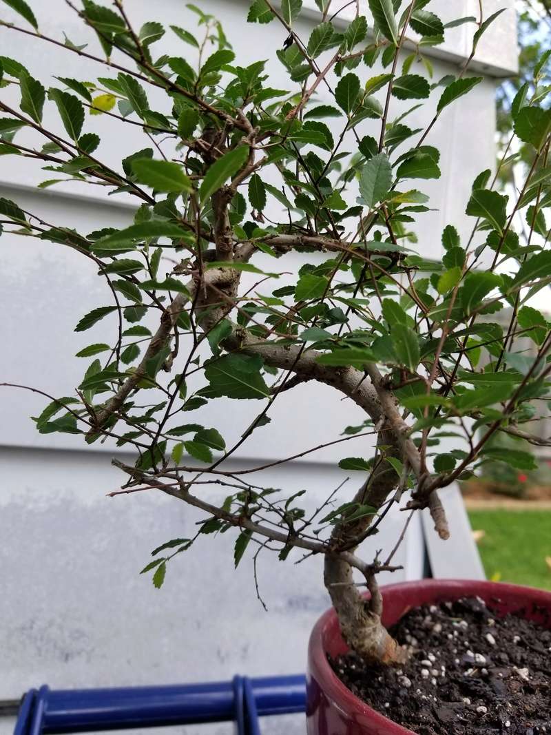 Young Chinese Elm 20170610