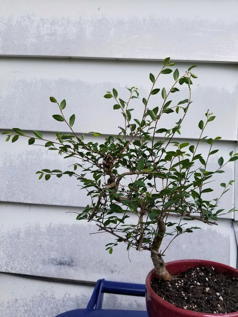 Young Chinese Elm 20170611