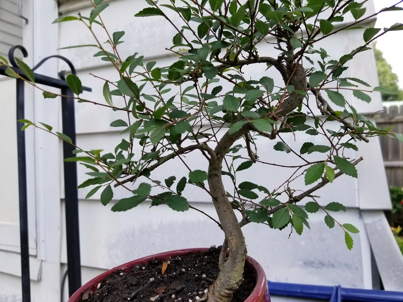 Young Chinese Elm 20170612