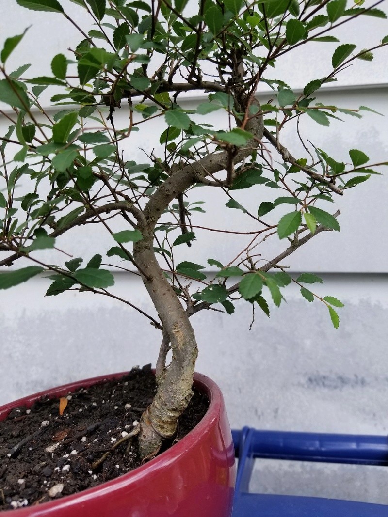 Young Chinese Elm 20170613