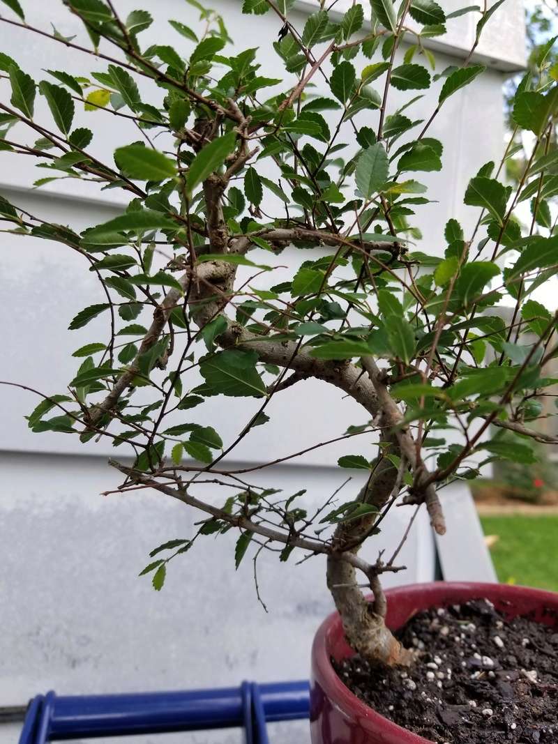 Young Chinese Elm 20170614