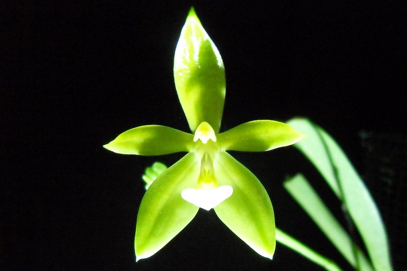 Phalaenopsis cornu-cervi var. flava 118