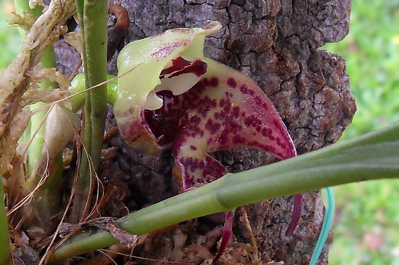 Masdevallia lappifera 126