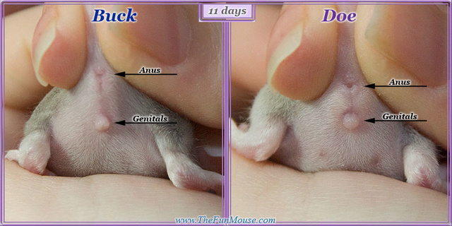 Sexing Mice 11days10