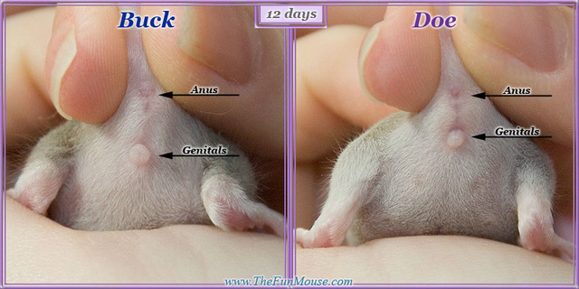 Sexing Mice 12days10