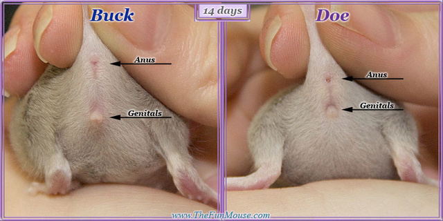 Sexing Mice 14days10