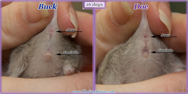 Sexing Mice 16days10