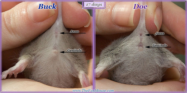 Sexing Mice 17days10