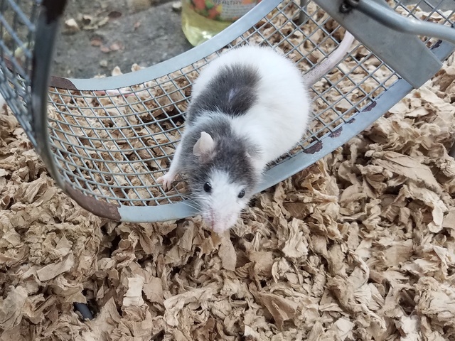 My trooper walked over to his wheel! 20170910
