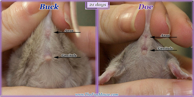 Sexing Mice 21days10