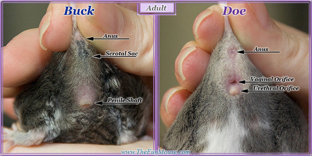 Sexing Mice Adultl10