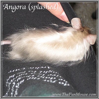 Varieties of Mice Angora11