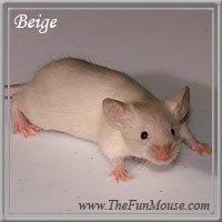 Varieties of Mice Beiges10