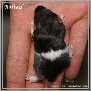 Varieties of Mice Belted10