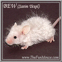 Varieties of Mice Bewsm10