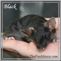 Varieties of Mice Blacks10