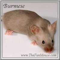 Varieties of Mice Burmes10