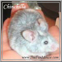 Varieties of Mice Chinch11