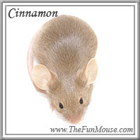 Varieties of Mice Cinnam10