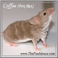 Varieties of Mice Coffee10