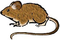 House Mouse Facts & Other Species of Mice Deermo10