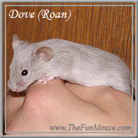 Varieties of Mice Dove2s10