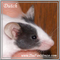 Varieties of Mice Dutch210