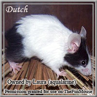 Varieties of Mice Dutchs10