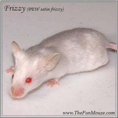 Varieties of Mice Frizzy10