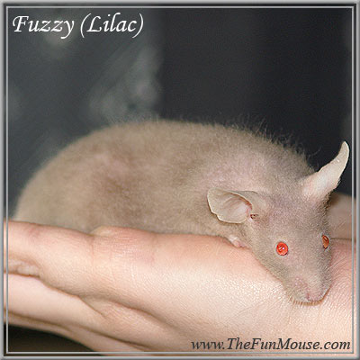 Varieties of Mice Fuzzyl10