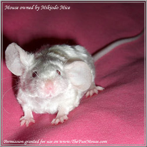 Varieties of Mice Gremli11