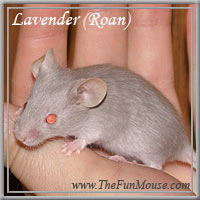 Varieties of Mice Lavend10