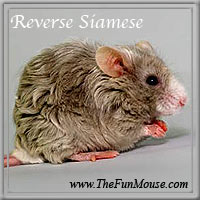 Varieties of Mice Revers10