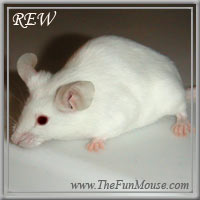 Varieties of Mice Rewsm10