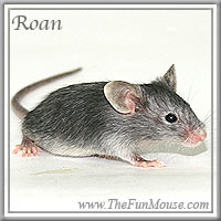 Varieties of Mice Roansm10
