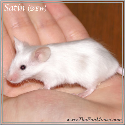 Varieties of Mice Satinl10